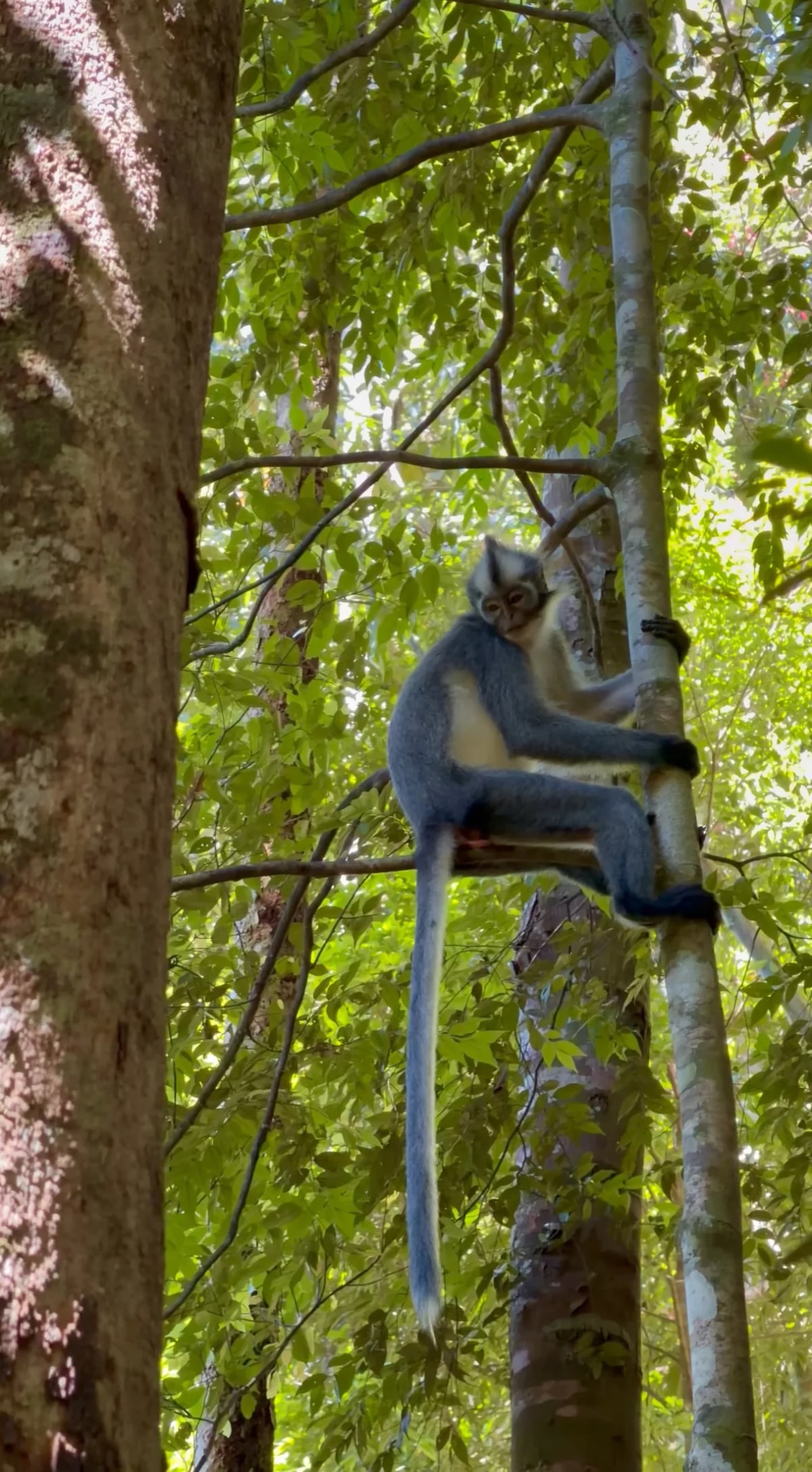 Bukit Lawang : trois jours au coeur de la jungle de Sumatra — 4
