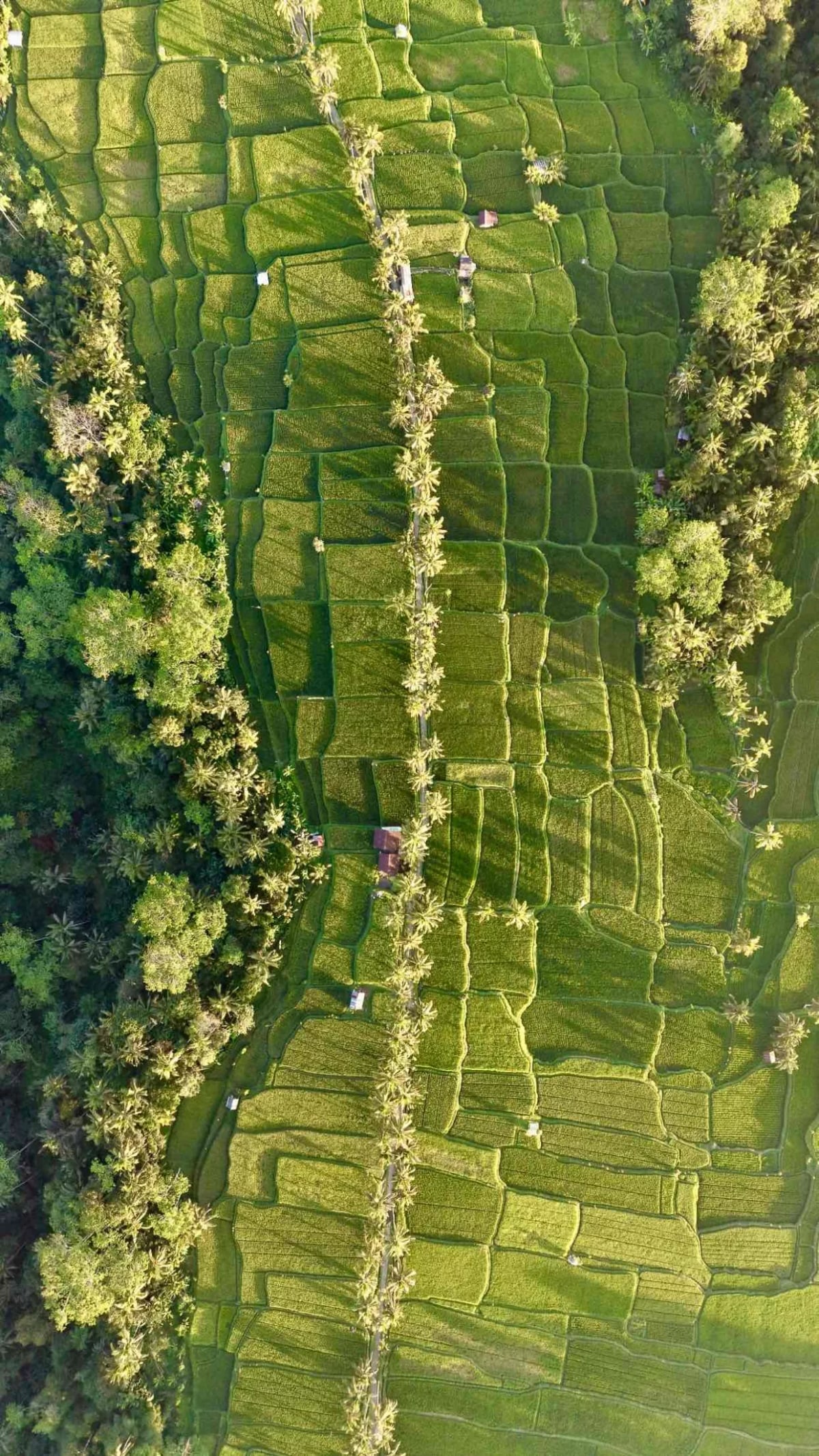 Ubud : temples, rizières, et culture balinaise — 1