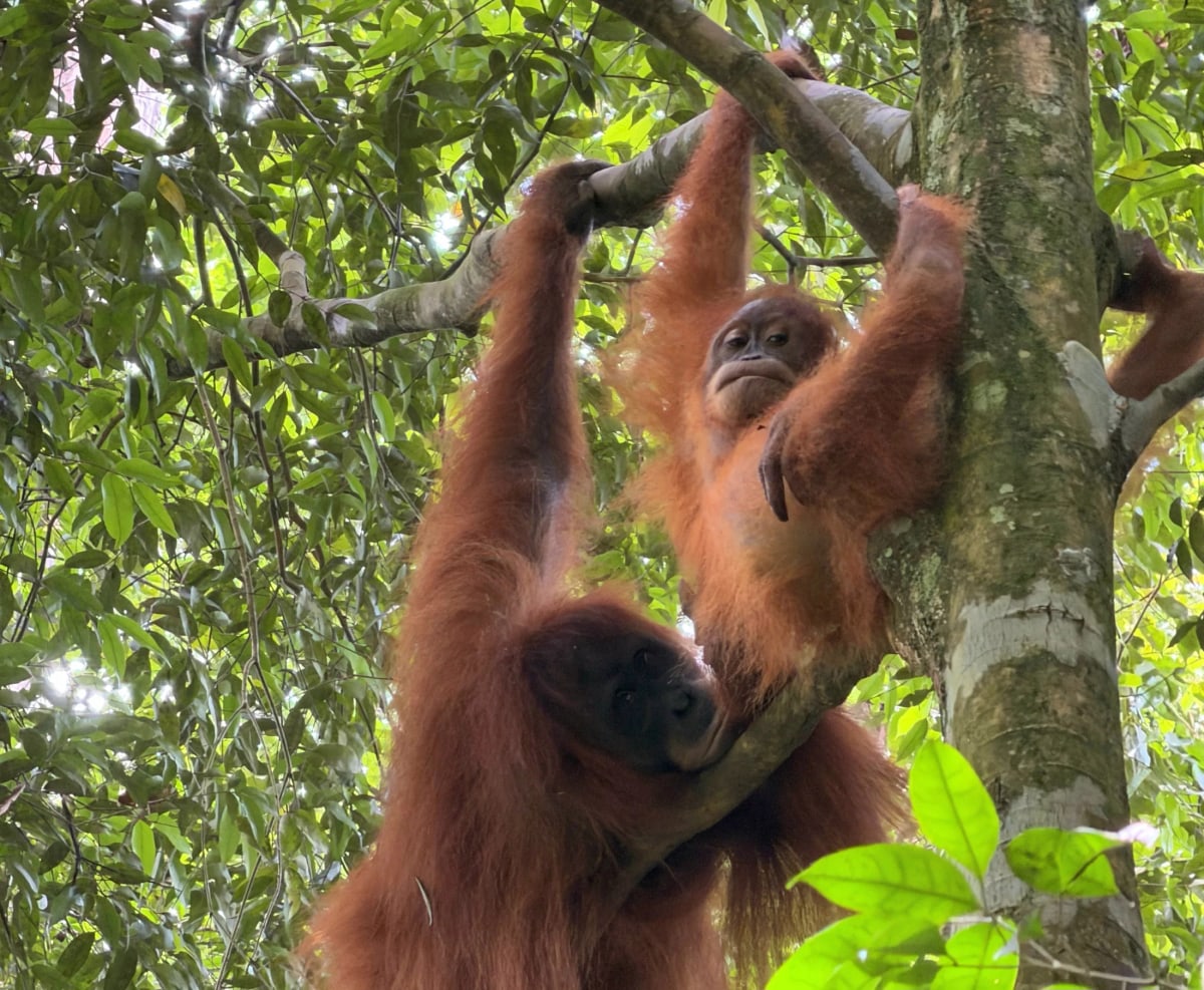 Bukit Lawang : trois jours au coeur de la jungle de Sumatra — 1