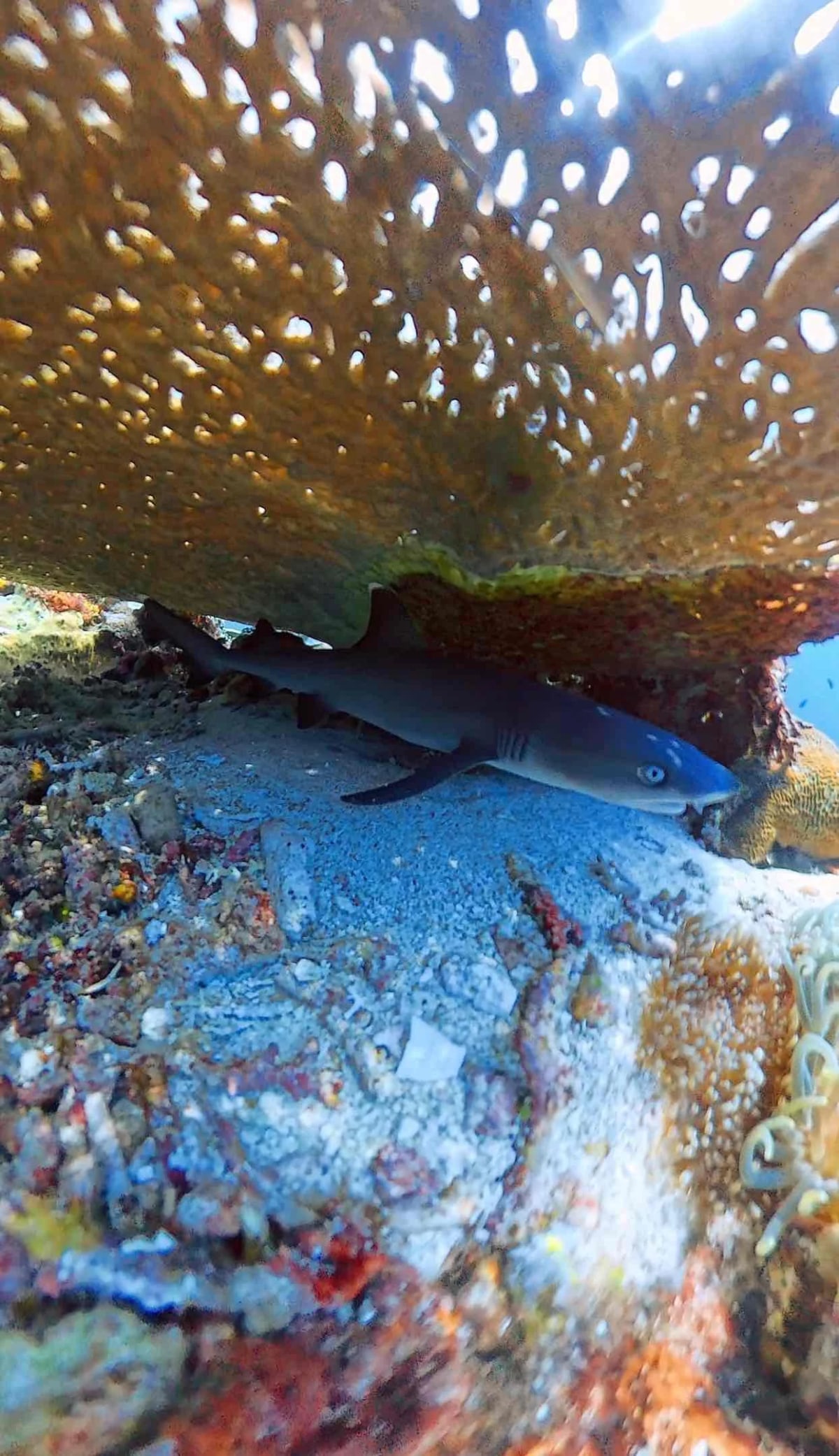 Komodo, entre bateau, dragon et fond marin — 3