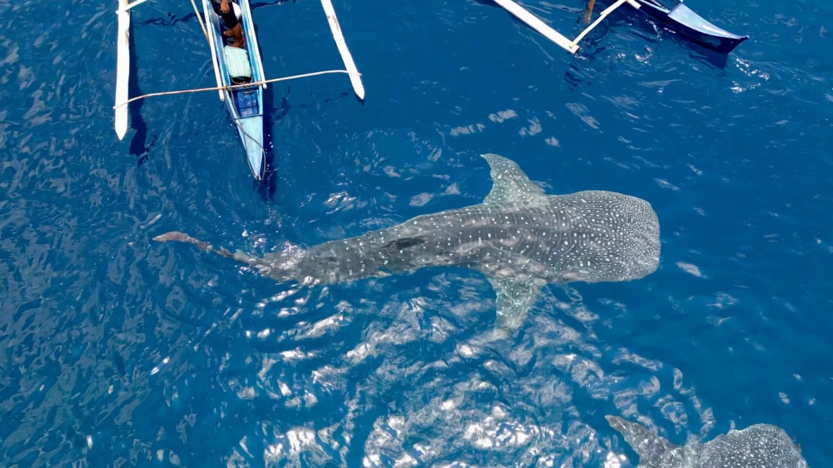 Nager avec des requins baleines, pour de vrai