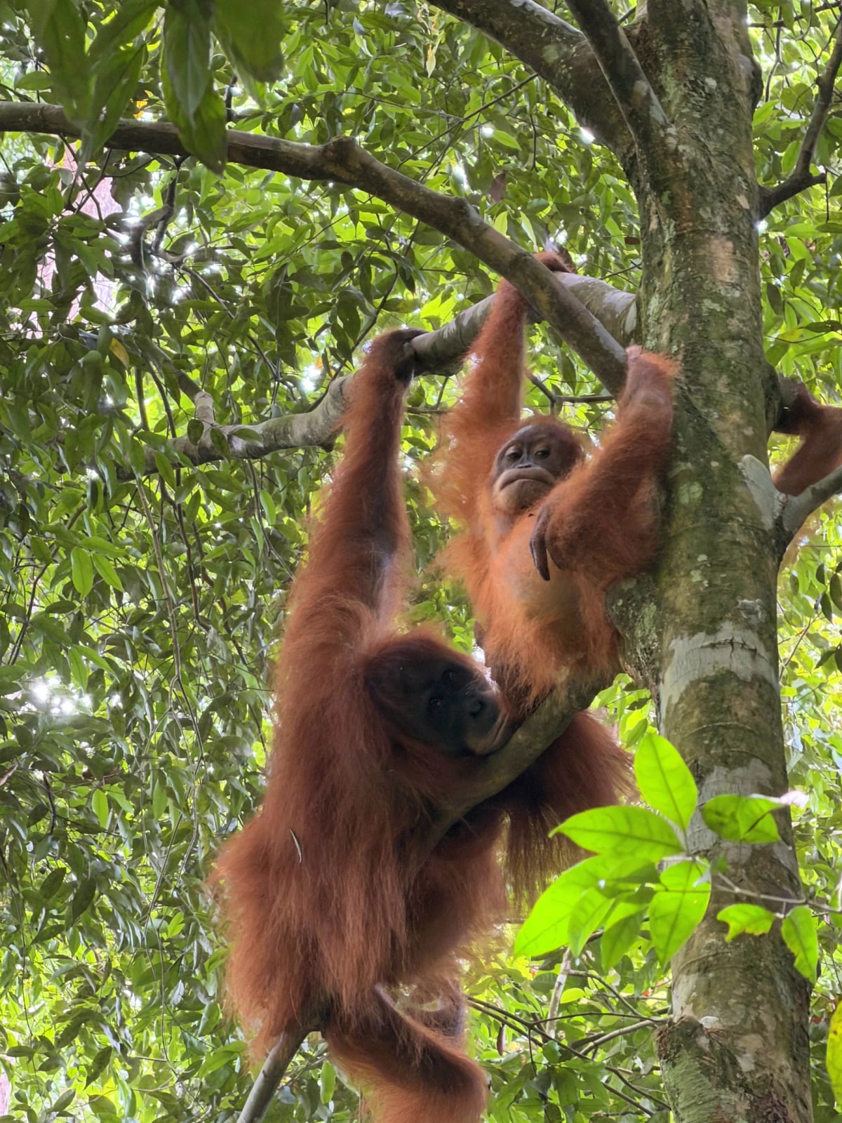 Bukit Lawang : trois jours au coeur de la jungle de Sumatra — 3