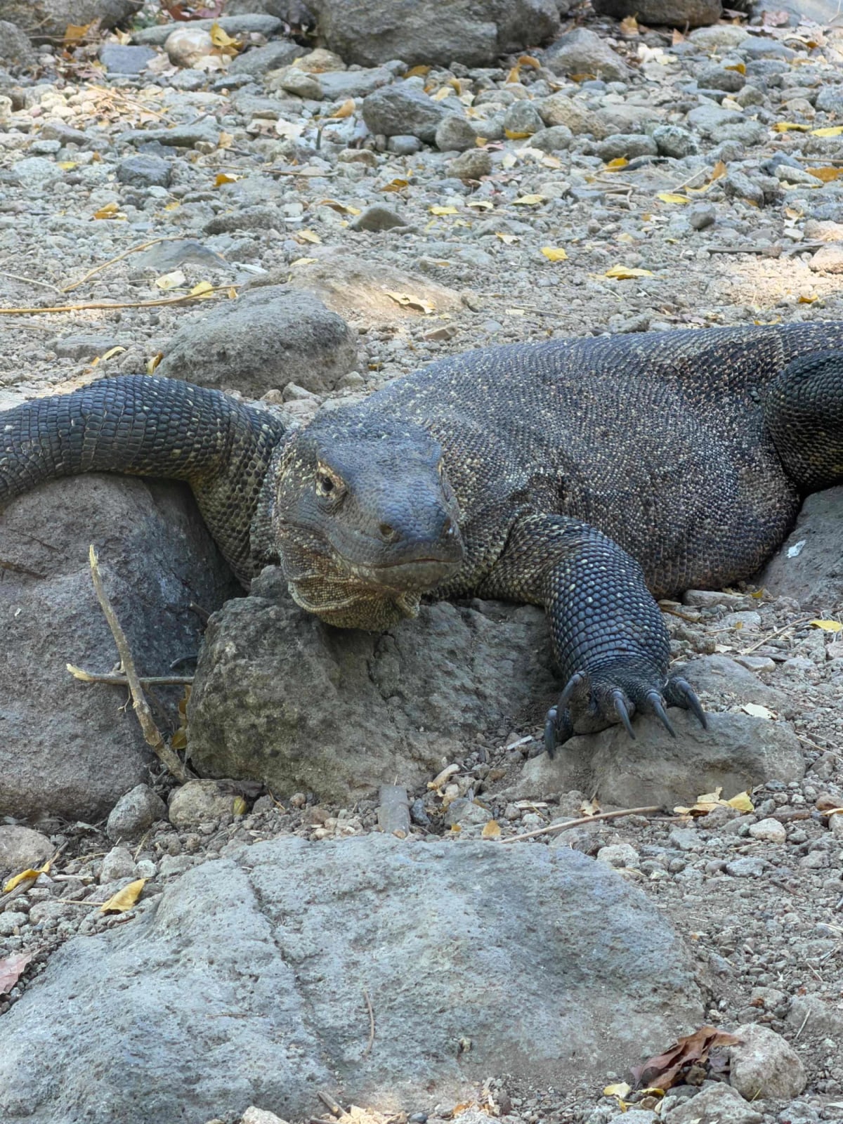 Komodo, entre bateau, dragon et fond marin — 4