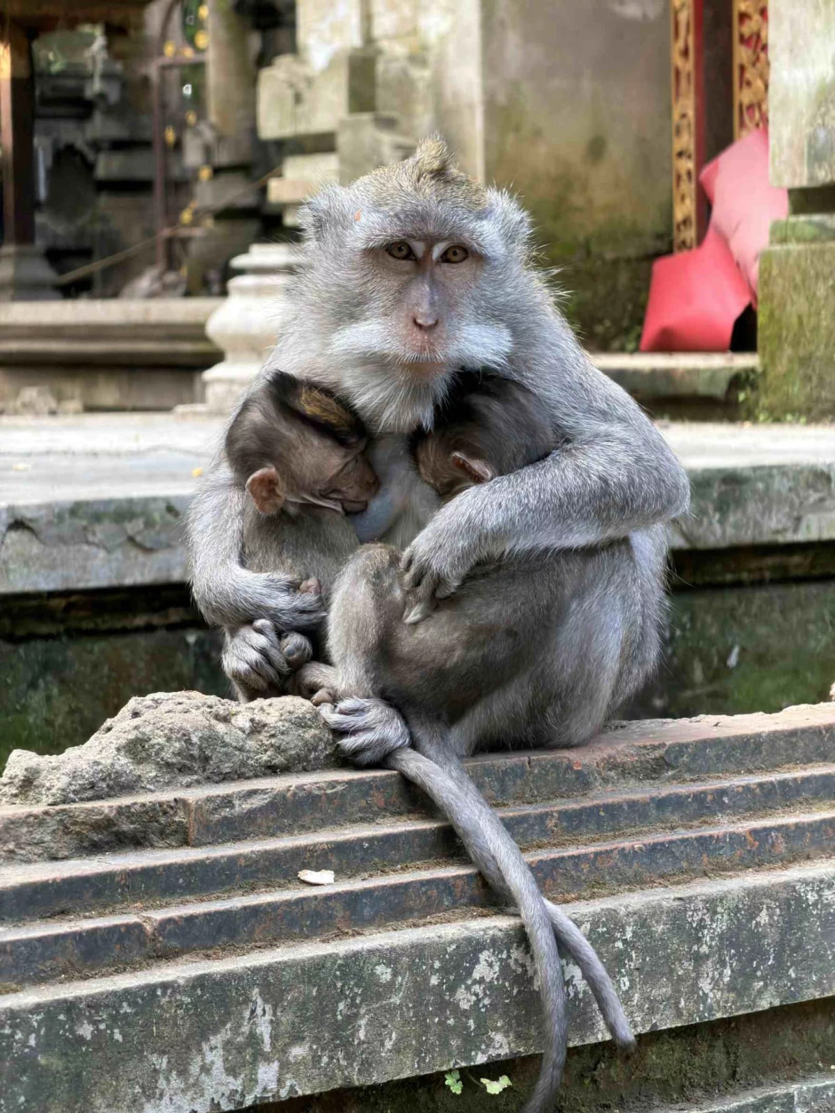 Ubud : temples, rizières, et culture balinaise — 4