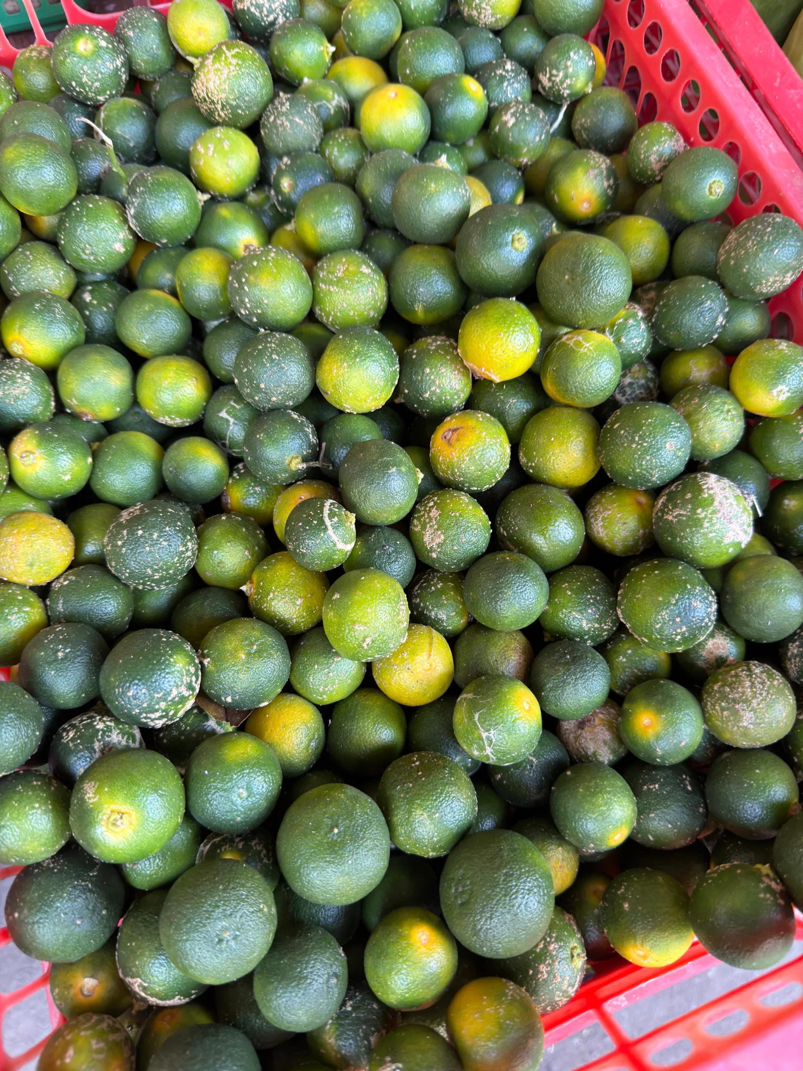 Calamansi