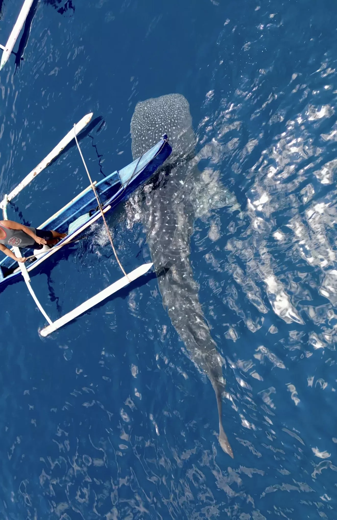 Requin baleine